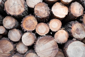 A stack of cut pine trunk trees showing the inside rings. Close up, background.