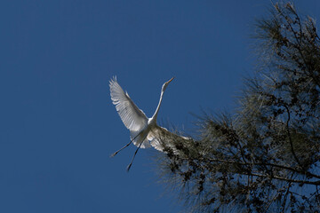 Egret (Ardea alba)
