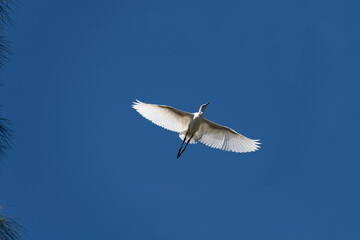 Egret (Ardea alba)