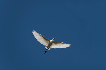 Egret (Ardea alba)