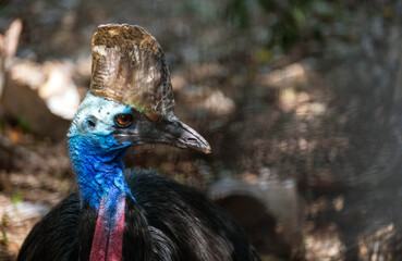 Southern Cassowary (Casuarius casuarius)