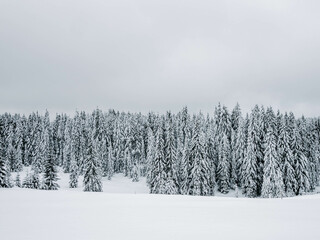 snow covered trees