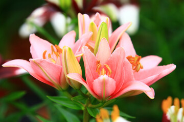 blooming colorful Oriental Lily(Fragrant Lily) flowers,close-up of pink lily flowers blooming in the garden  