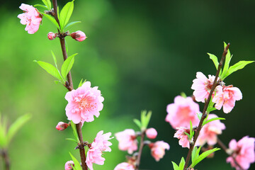 amazing view of blooming Apricot blossoms(Almond blossoms),beautiful pink flowers blooming on the branches in the garden 
