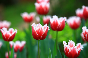amazing view of blooming colorful Tulip flowers,close-up of beautiful red with white Tulip flowers blooming in the garden
