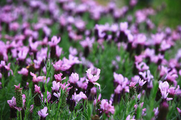 Fernleaf Lavender(Jagged Lavender,Pinnata Lavender),beautiful purple Lavender flowers blooming in the garden
