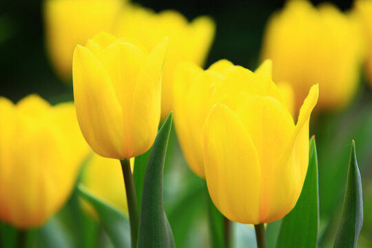 amazing view of blooming colorful Tulip flowers,close-up of beautiful yellow Tulip flowers blooming in the garden
