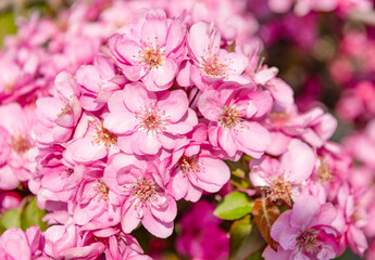 pink cherry tree flower on blooming spring. oriental cherry