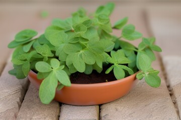 plant in a flowerpot