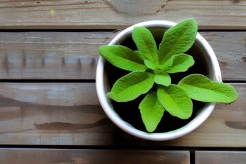 fresh mint in a bowl on wooden table