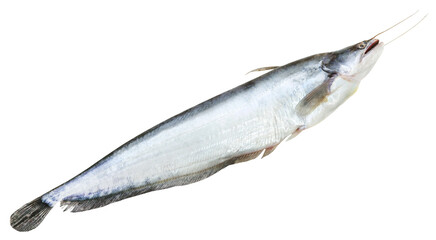 South Asian Boal fish