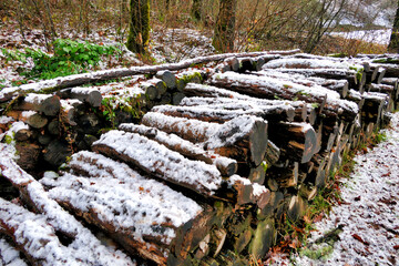 Log pile in a woodland clearing after winter snowfall

