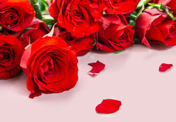 Fresh Red Roses isolated pink background. Valentine's day concept. Love theme. Copy space.