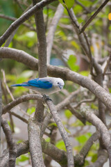 Beautiful blue bird posing on some branches of a tree