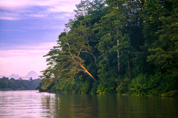 Kinabatangan river