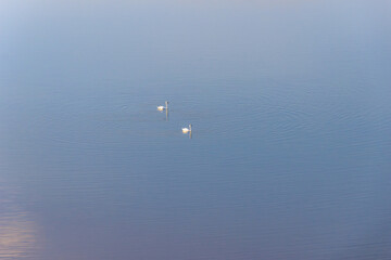 a couple of swans swimming on a lake, sky on background