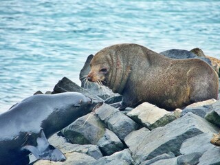 Obraz premium Seelöwe an Land