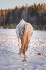 Horse walking in snow during the sunset. High quality photo