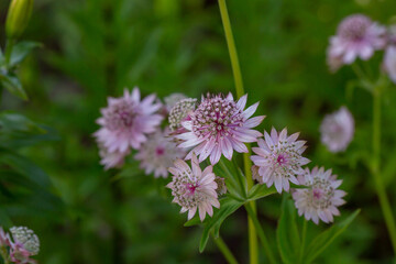 Blossom lilac astrantia flower on a green background close-up photo in summertime. Garden flower with pink petals macro photography in a sunny summer day.