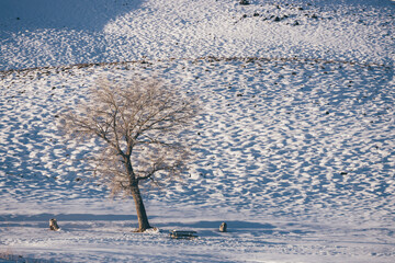 Trees over white snow in winter with shadow and footprints