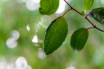 green leaves on a branch