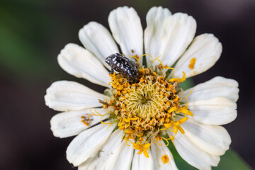 Black beetle sits on a white flower macro photography in the summer. A bug sits on a zinnia flower Wildlife landscape with black insect close-up on a green background.