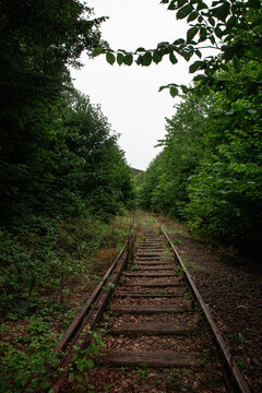 train tracks in the forest