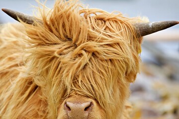 Nahaufnahme Galway Rind