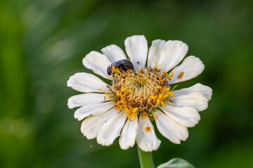 Obraz premium Black beetle sits on a white flower macro photography in the summer. A bug sits on a zinnia flower Wildlife landscape with black insect close-up on a green background.