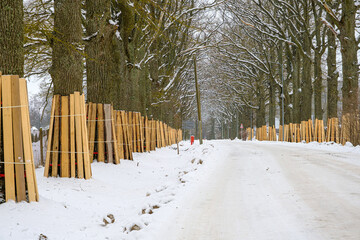 Tree trunk protection. A tree trunk covered with boards to protect from damage during a nearby construction site. Trees on the side of the road in the city © Sandris Veveris