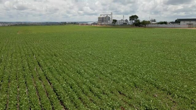 Planta&ccedil;&atilde;o de soja com silo 