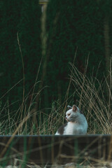 Gato en la naturaleza 