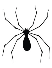 Spider silhouette. Black close-up insect, scary big spider isolated on white. Poisonous dangerous animal. Creepy wildlife bug