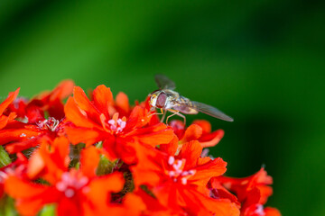 A marmalade hoverfly insect sits on a red flower macro photography on a summer sunny day. Flower fly sits on a red petals maltese-cross flower close-up photo in the summer.