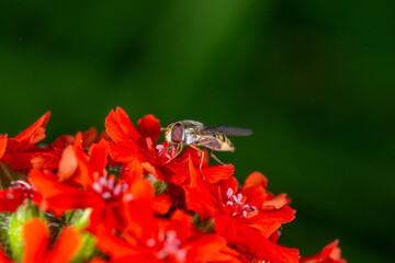 A marmalade hoverfly insect sits on a red flower macro photography on a summer sunny day. Flower fly sits on a red petals maltese-cross flower close-up photo in the summer.
