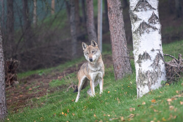Lupo italiano a testa alta