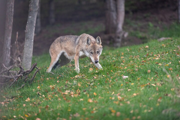 Lupo italiano avanza a testa bassa nel bosco d'estate