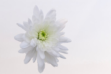 White chrysanthemum bloom on a white reflective surface