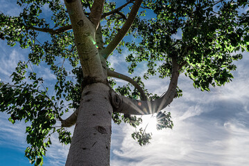 Fototapeta premium Streak of sunlight through a deciduous tree. Tree in backlight in Ontario, Los Angeles October 2022. 