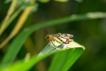 Black and yellow scorpionfly insect sits on a green leaf macro photography. Scoprpion fly insect sitting on a plant on a summer sunny day, close-up 