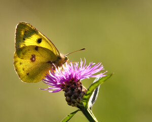 Yellow butterfly on a purple flower