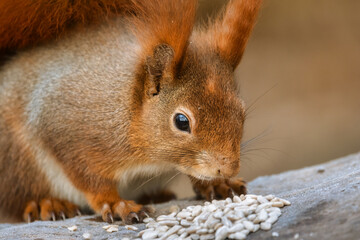 Closeup of a red squirrel eating sunflower seeds