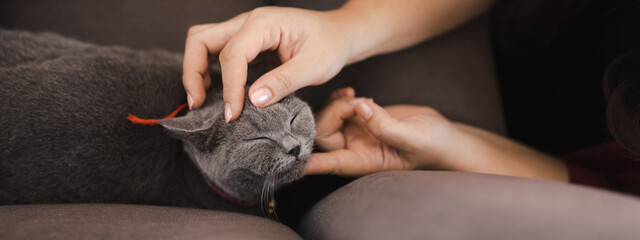 Closeup of hand of young woman playing with cute little black cat sitting and relaxing on sofa...