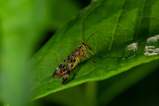 Black and yellow scorpionfly insect sits on a green leaf macro photography. Scoprpion fly insect sitting on a plant on a summer sunny day, close-up 
