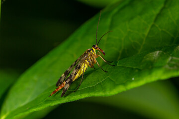 Black and yellow scorpionfly insect sits on a green leaf macro photography. Scoprpion fly insect sitting on a plant on a summer sunny day, close-up 