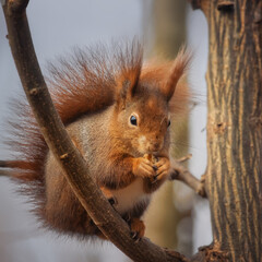 European red squirrel sitting on a tree and eating a walnut