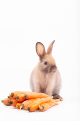 Cute little rabbit sitting on white floor against plain background with multiple orange carrots