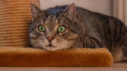 Tabby cat with big suprised eyes lying flat on the base of a scratch post
