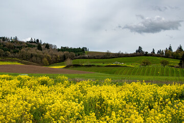 yEllow Flowers & Rolling Farm Field Hills in Pacific North West Oregon Spring