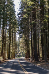 Street in Yosemite National Park